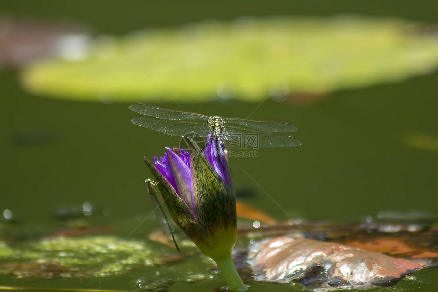 紫莲花上的蜻蜓图片