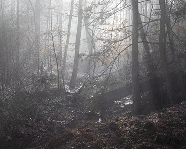 林地小溪和湿地在晨雾水平视图中出现高清图片