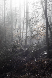 林地小溪和湿地在晨雾垂直的视野中出现图片