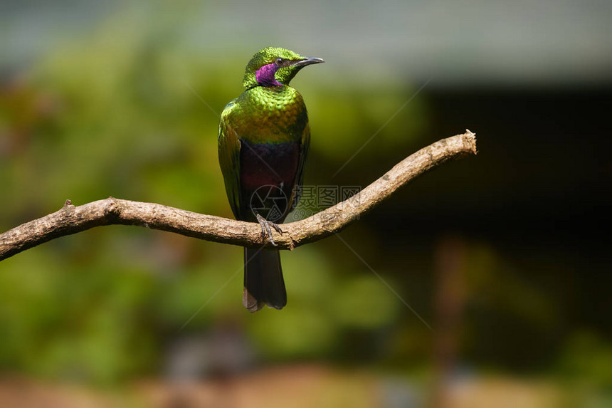 孤立的金属绿色西非洲鸟翡翠星蓝普罗迪诺伊里斯图片