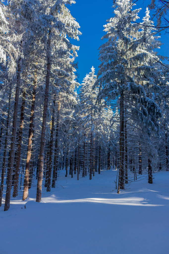 在图林根森林的冬魔图片