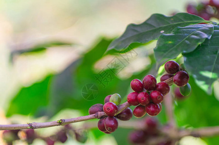 红成熟的咖啡豆在树上图片
