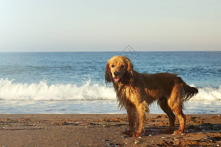 沙滩上一只小狗的肖像在沙滩上在天图片