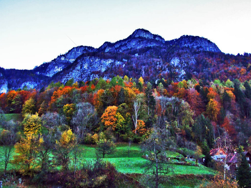 秋天在Seez河谷或Seeztal山谷的落叶林中图片