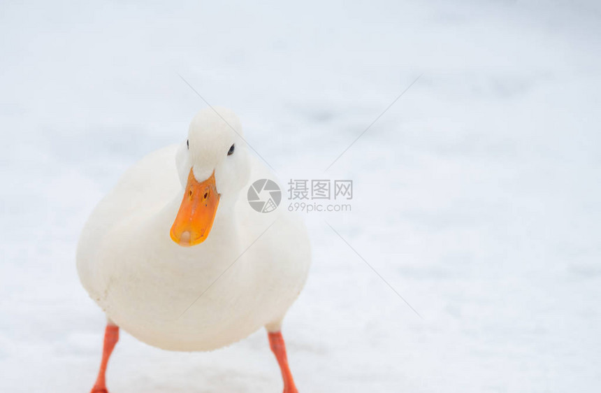 野鸭公鹿白色稀有变异人冬季图片