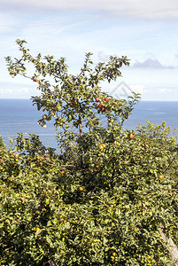 海边的苹果树阳图片