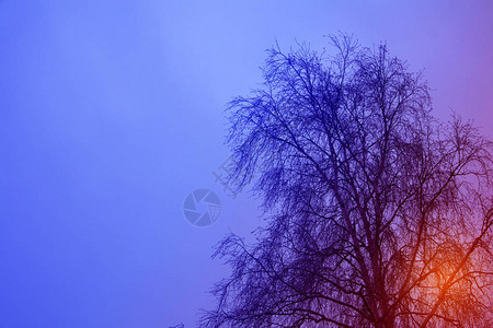 光生树的背影与冬天的空和后面的太阳亮光相对图片