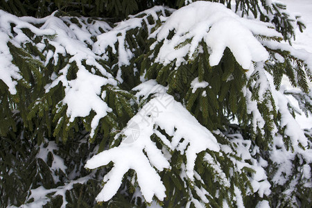 冬季森林冰冻的无毛树枝上图片