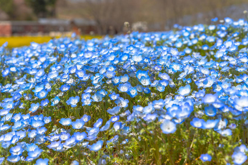 Nemophila花田蓝花地毯图片