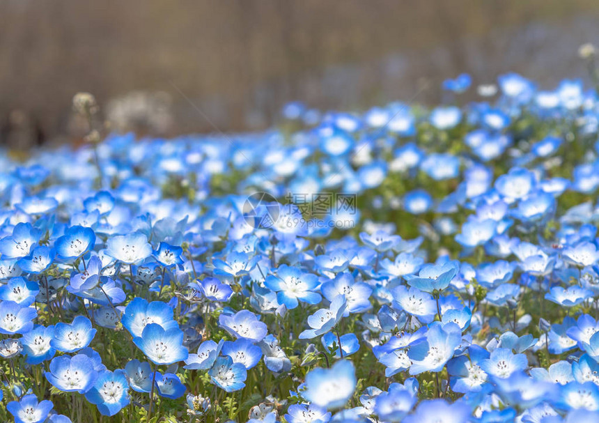 Nemophila花田蓝花地毯图片