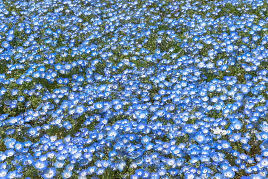 Nemophila花田蓝花地毯图片