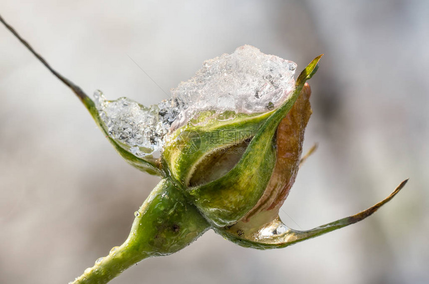 冬天的玫瑰芽紧贴着一朵玫瑰图片