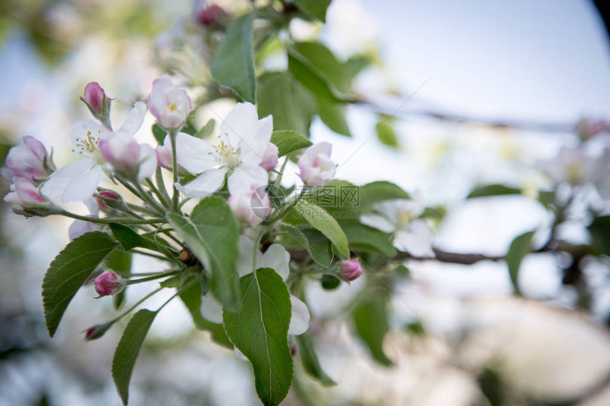 关闭苹果花的白花和蓝天空春天背景图片