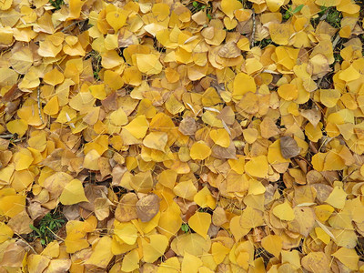 树的落叶在漂亮的颜色秋天图片