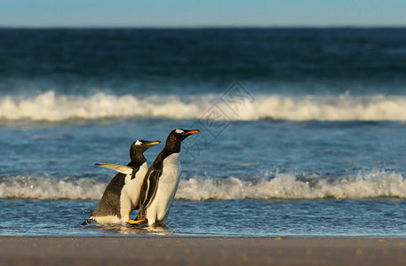 年轻的金图企鹅追逐着母企鹅的母企鹅图片