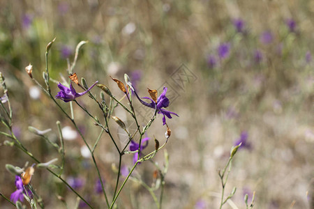 在干草背景的紫色野花图片