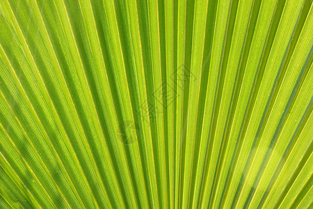 绿色棕榈Leafnature纹理图片