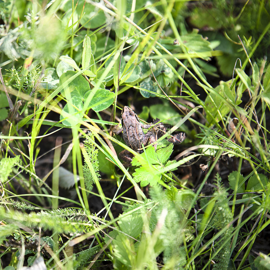 藏在地上绿色植物之间的棕蛙图片