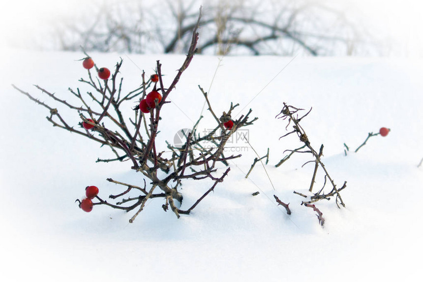冬季风景有下雪的狗树枝玫瑰灌图片