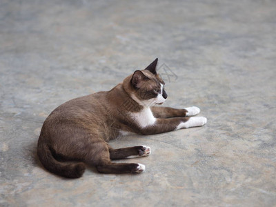 坐在水泥地板上的猫图片