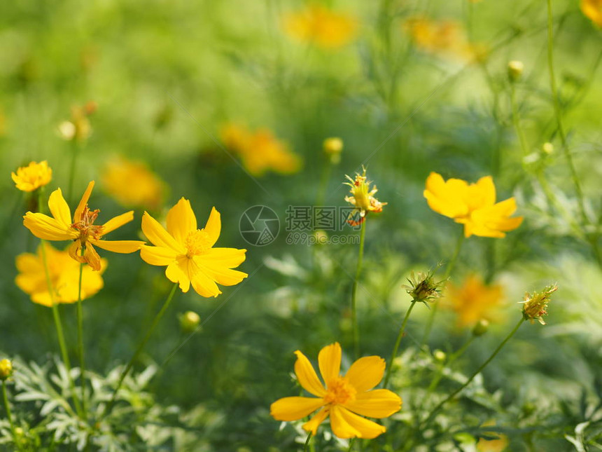 墨西哥黄花墨西哥AsterKlondyke类型亮光闪图片