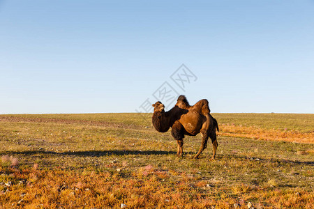 在戈壁沙漠蒙古一只两合图片