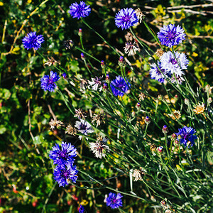 花园里的蓝色花朵矢车菊图片