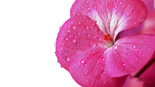 白色背景上孤立的粉色花在家庭植树缝合处的花瓣上滴露或图片