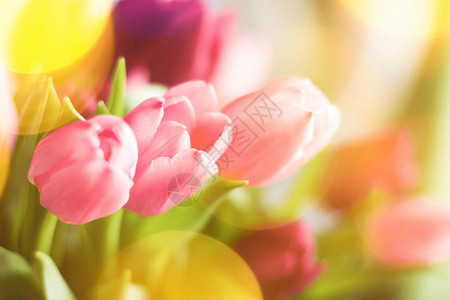 甜蜜有礼阳光下的郁金香花粉春假和生日礼背景