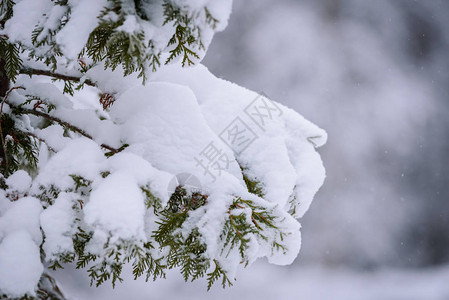 芬兰拉普兰的树木枝叶冬季下大雪树枝上布满图片