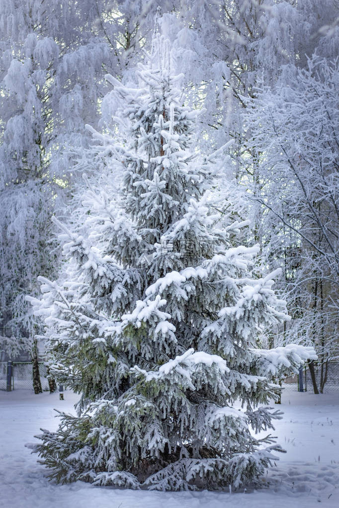 神奇的圣诞树活在白雪中图片