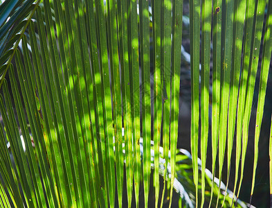 绿叶棕榈树关图片