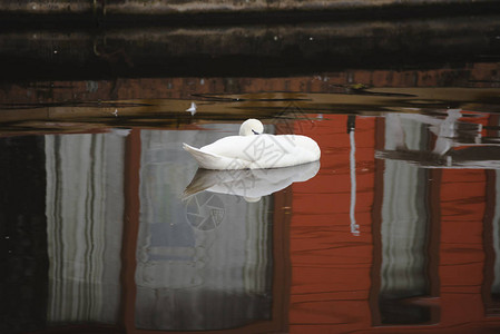 美丽的白天鹅在荷兰莱顿城市运河游动的图片