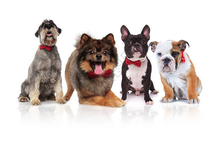 四只可爱的狗不同品种有红色内裤坐着躺图片