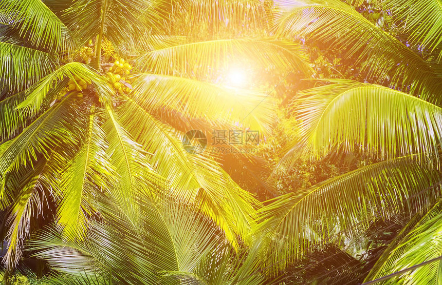 棕榈树热带绿叶自然春天背景图片