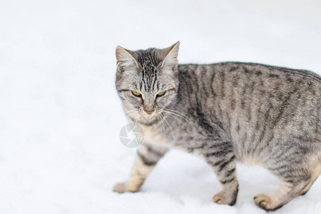 多毛色猫坐在雪地上看着我图片