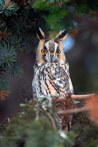 猫头鹰坐在树上在冬天的时图片