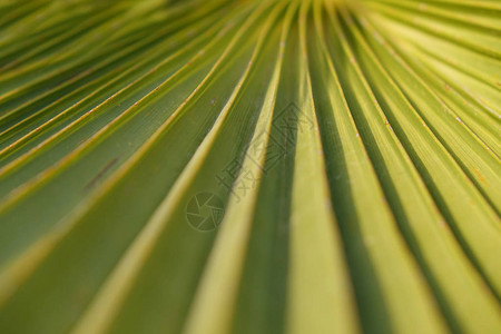 绿色棕榈Leafnature纹理图片