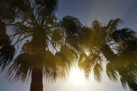 热带棕榈树夕阳下的天空有阳光图片