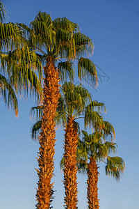 斜坡蓝色天空背景的高棕榈树一行图片
