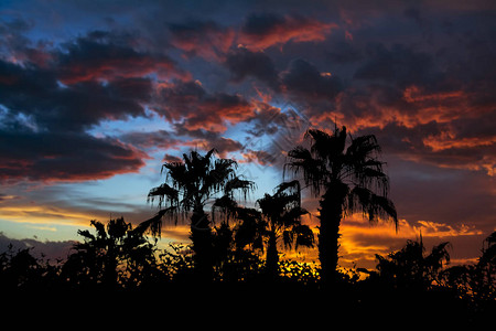 黑棕榈树在日落的天空背景下以戏剧多彩图片