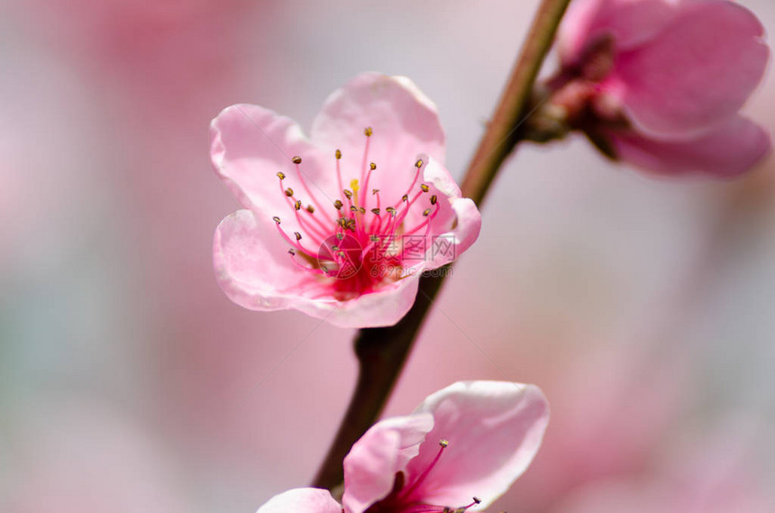 粉红桃花特写图片