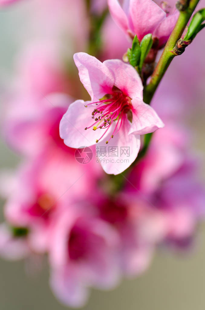 粉红桃花特写图片