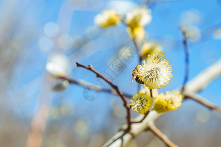 盛开的柳枝关闭春天来了图片
