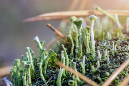 在秋天的里关闭了青苔和松针中的苔蘑菇生态系统图片