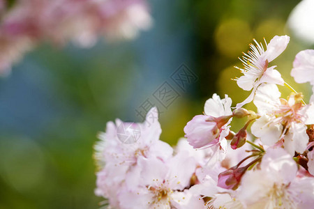 樱花或樱桃花与美丽的图片