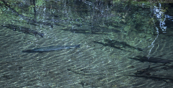 银鲑鱼从阿拉斯加东南部的沙门河上来图片