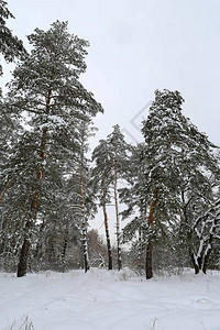 森林中松树的冬季景观图片