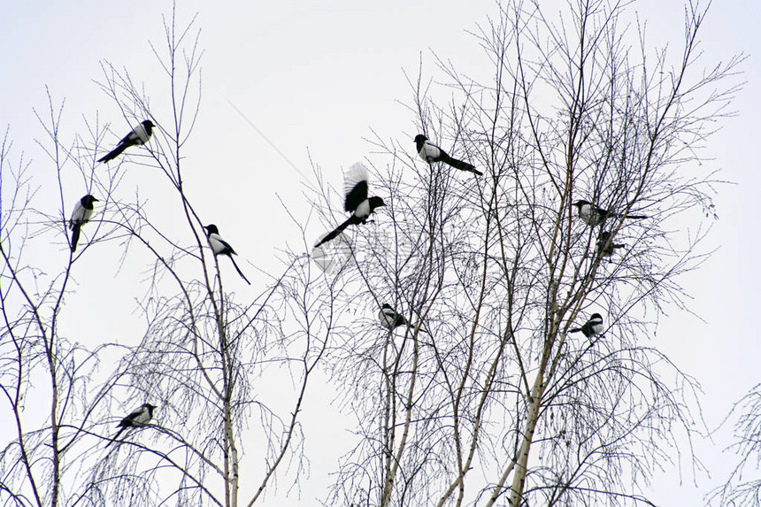 冬天的鸟儿冰霜一月四十人图片