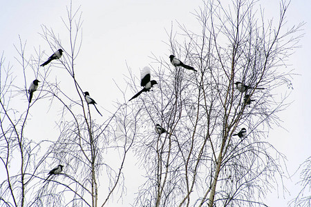 冬天的鸟儿冰霜一月四十人背景图片
